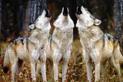 Фотоловушка подтвердила: в Чехию спустя столетие вернулись волки