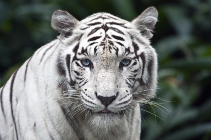 Из зоопарка в Либерце сбежал белый тигр