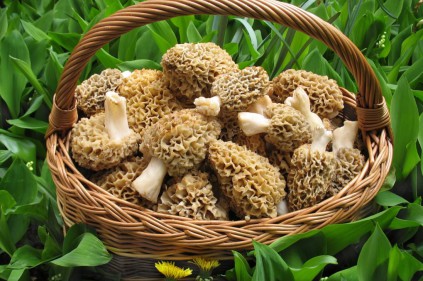 Собираем первые весенние грибы